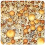 Псилоцибиновые (галлюциногенные)  грибы Psilocybin "Golden Teacher" в Кингисеппе
